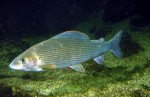 Thymallus_thymallus web.jpg